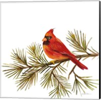 Cardinal Christmas V on White Fine Art Print