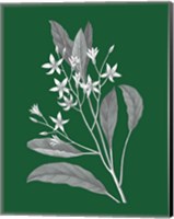 Green Botanical V Fine Art Print