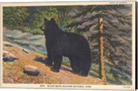 Black Bear I Crop Fine Art Print