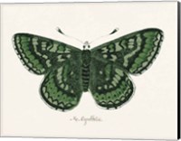 Antique Butterfly I Fine Art Print