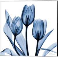 Indigo Tulips Fine Art Print