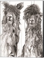 Alpaca a Comb Fine Art Print