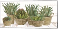 Succulent Baskets Fine Art Print