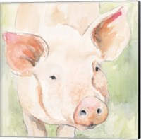 Sunny the Pig II Fine Art Print