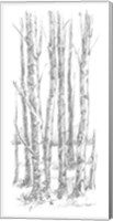Birch Tree Sketch I Fine Art Print