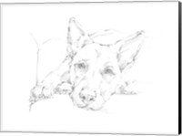 Lazy Dog IV Fine Art Print