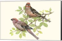 Song Birds II Fine Art Print