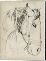 Horse in Bridle Sketch I Fine Art Print