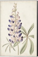 Antique Botanical Collection II Fine Art Print