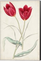 Antique Botanical Collection III Fine Art Print