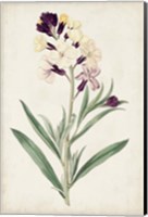 Antique Botanical Collection VII Fine Art Print