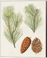 Antique Pine Cones I Fine Art Print