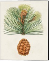 Antique Pine Cones II Fine Art Print