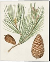 Antique Pine Cones III Fine Art Print