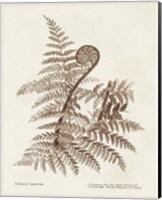 Sepia Fern Varieties I Fine Art Print