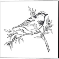 Simple Songbird Sketches I Fine Art Print