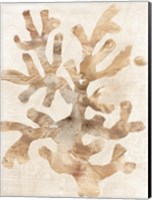 Parchment Coral I Fine Art Print
