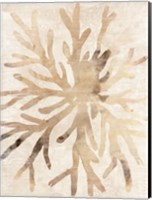 Parchment Coral II Fine Art Print
