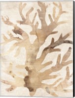 Parchment Coral III Fine Art Print