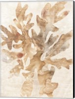 Parchment Coral IV Fine Art Print