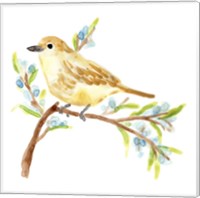Springtime Songbirds II Fine Art Print