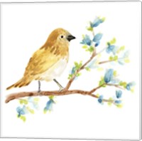 Springtime Songbirds III Fine Art Print