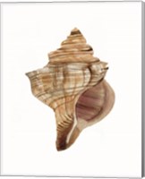 Neutral Shell Collection 1 Fine Art Print