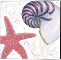 Shimmering Shells II Fine Art Print