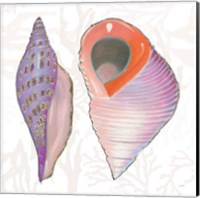 Shimmering Shells X Fine Art Print