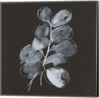 White Eucalyptus II Fine Art Print