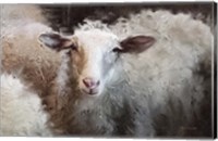 Sheep's Flock Fine Art Print