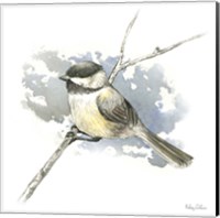 Birds & Branches III-Chickadee Fine Art Print