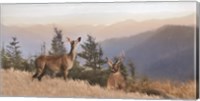 Cascade Mountain Deer Fine Art Print