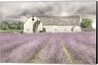 Shades of Lavender and Gray Fine Art Print