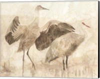 Sandhill Cranes 2 Fine Art Print