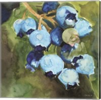 Blueberries 1 Fine Art Print