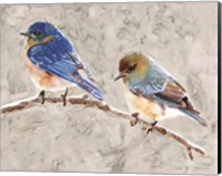 Eastern Bluebirds 1 Fine Art Print