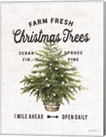 Farm Fresh Christmas Trees I Fine Art Print
