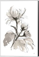 Chrysanthemum I Fine Art Print