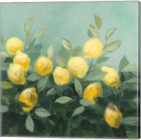 Lemon Grove II Fine Art Print