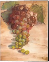 Grape Harvest II No Label Fine Art Print