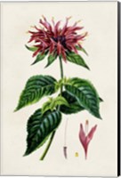 Antique Floral Folio I Fine Art Print