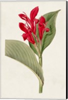 Flora of the Tropics IV Fine Art Print