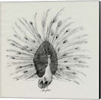 Ebony Plumed Peacock I Fine Art Print