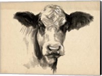 Charcoal Cow II Fine Art Print