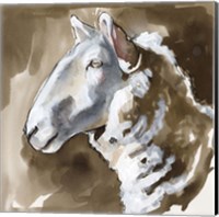 Side Eye Sheep II Fine Art Print