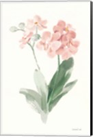 Spring Orchid II Fine Art Print