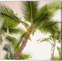 Bright Oahu Palms II Fine Art Print