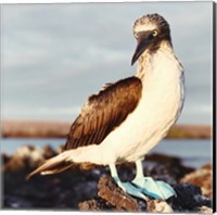 Blue Footed Booby Fine Art Print