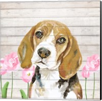 Beagle With Flowers Fine Art Print